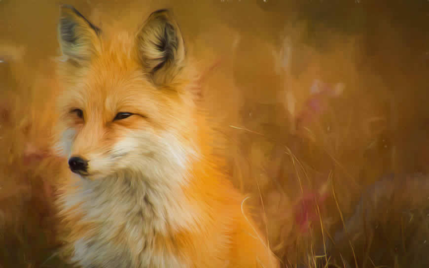 狐狸插画高清壁纸图片 3840x2400