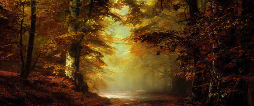 秋天 森林 落叶 油画高清壁纸图片 3440x1440