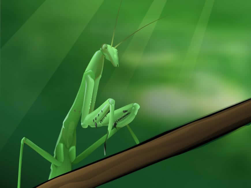 螳螂插画高清壁纸图片 1600x1200
