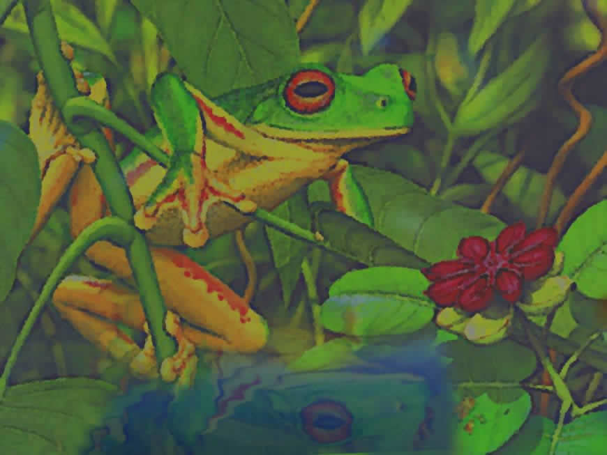 青蛙绘画高清壁纸图片 1280x960