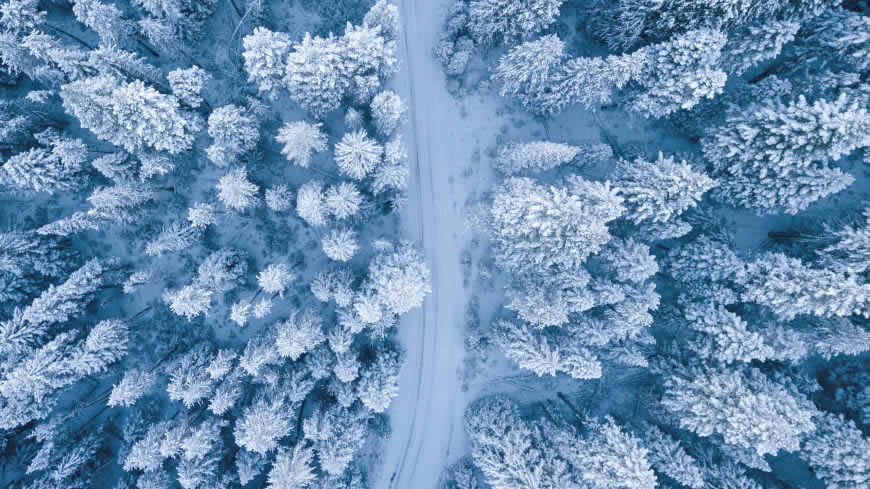 森林 公路 雪高清壁纸图片 2560x1440