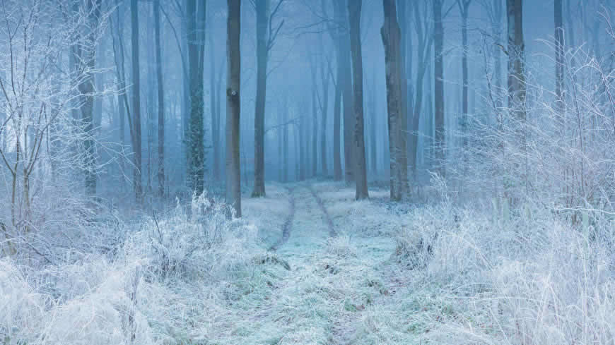 冬天 森林 霜 雾高清壁纸图片 5120x2880