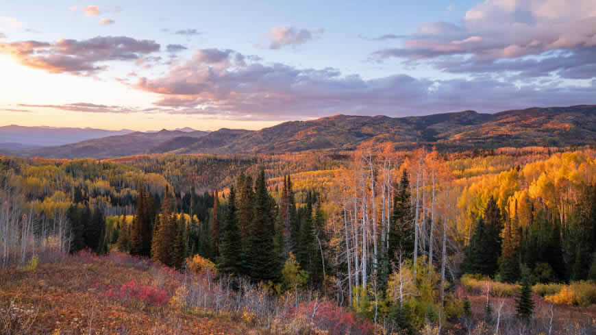 美国科罗拉多州 山脉 森林高清壁纸图片 5120x2880