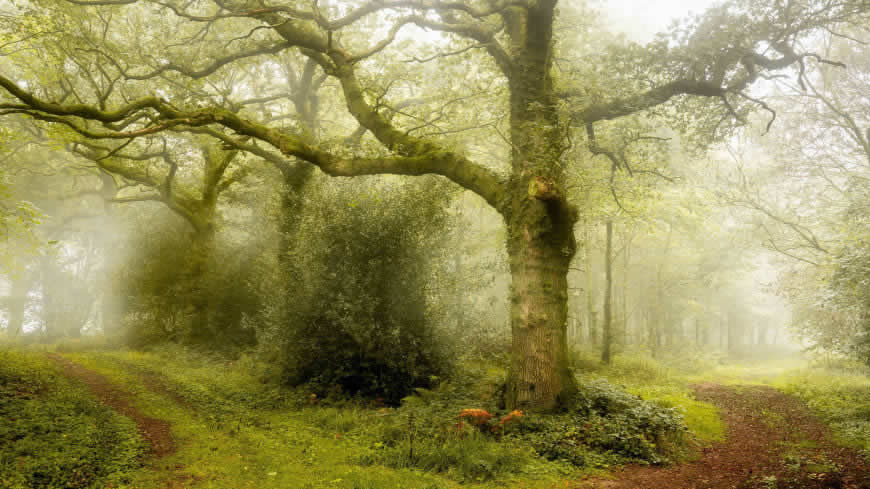 森林 雾高清壁纸图片 3840x2160