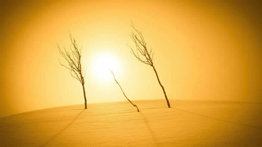 沙漠 阳光 树高清壁纸图片 3840x2160