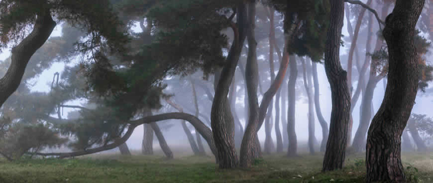 树木 森林 雾高清壁纸图片 2560x1080