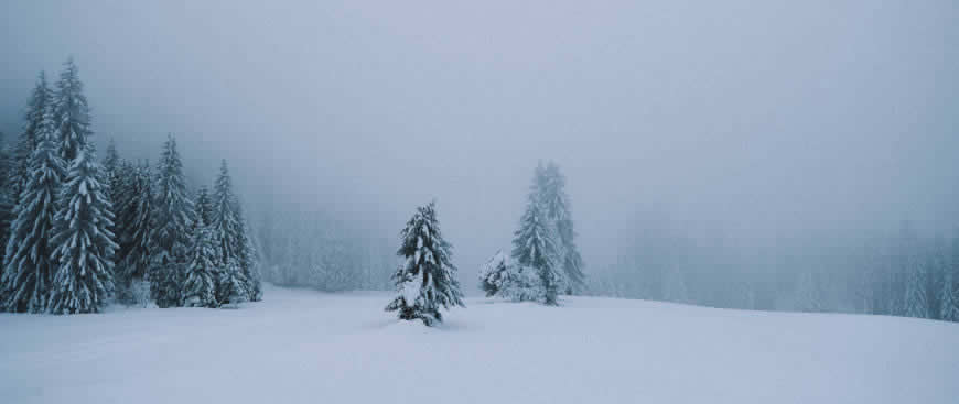 雪中的松树高清壁纸图片 5120x2160