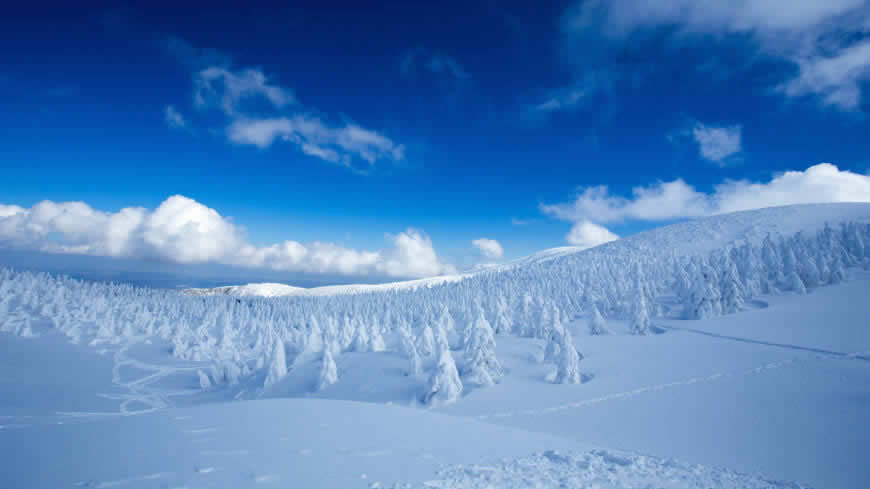 白雪覆盖的树木 雪景 蓝天高清壁纸图片 5120x2880