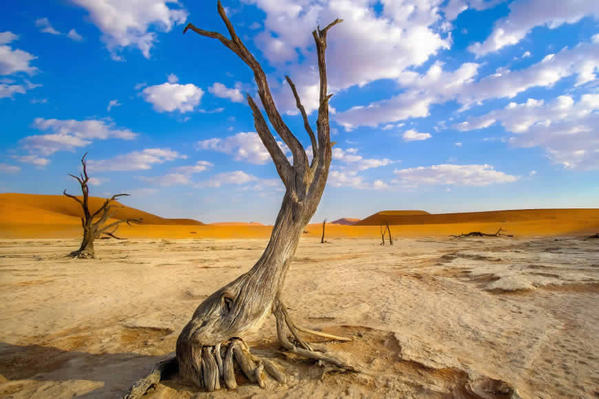 沙漠干枯的树高清壁纸图片 3000x2000