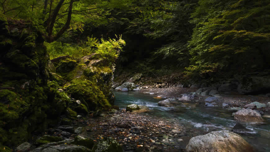 森林 溪流 岩石 苔藓高清壁纸图片 5120x2880