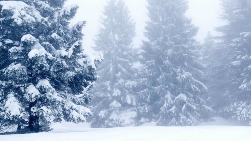 冬天的雪松风景高清壁纸图片 3840x2160