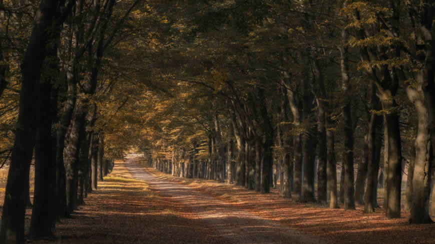 秋天的林荫道高清壁纸图片 3840x2160