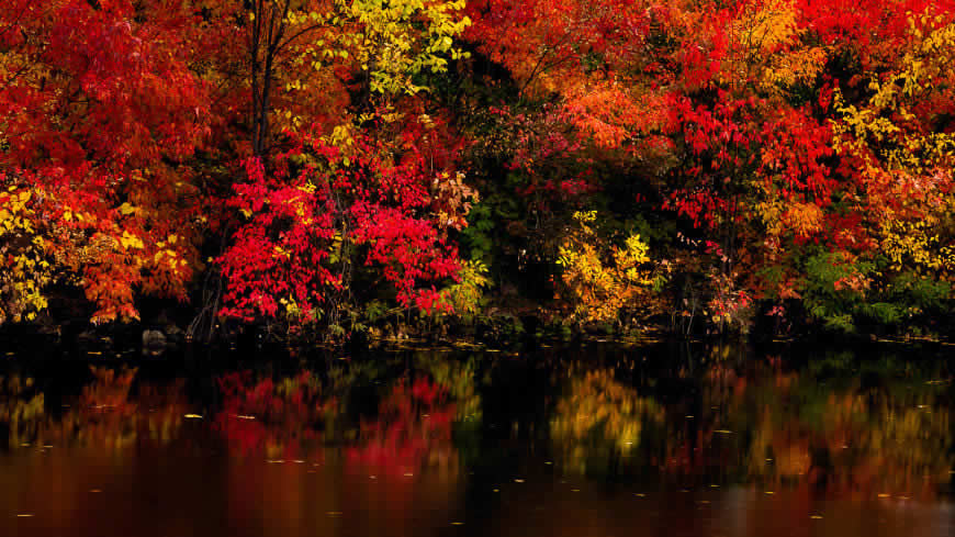 湖边红树林倒影高清壁纸图片 3840x2160