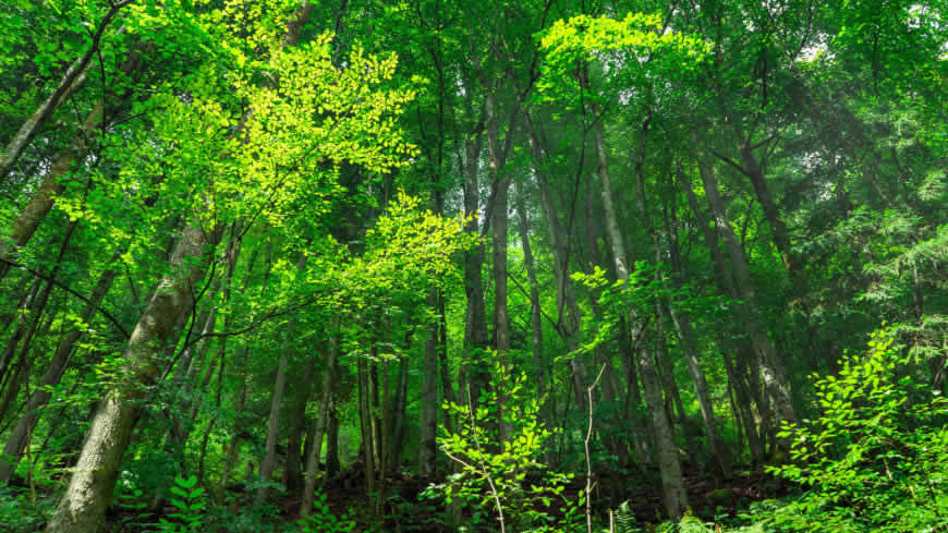 绿色森林高清壁纸图片 1920x1080