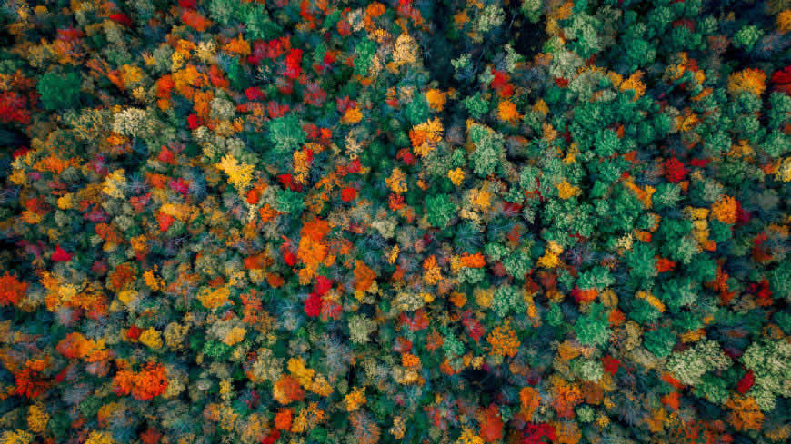 秋天的森林鸟瞰图高清壁纸图片 3840x2160