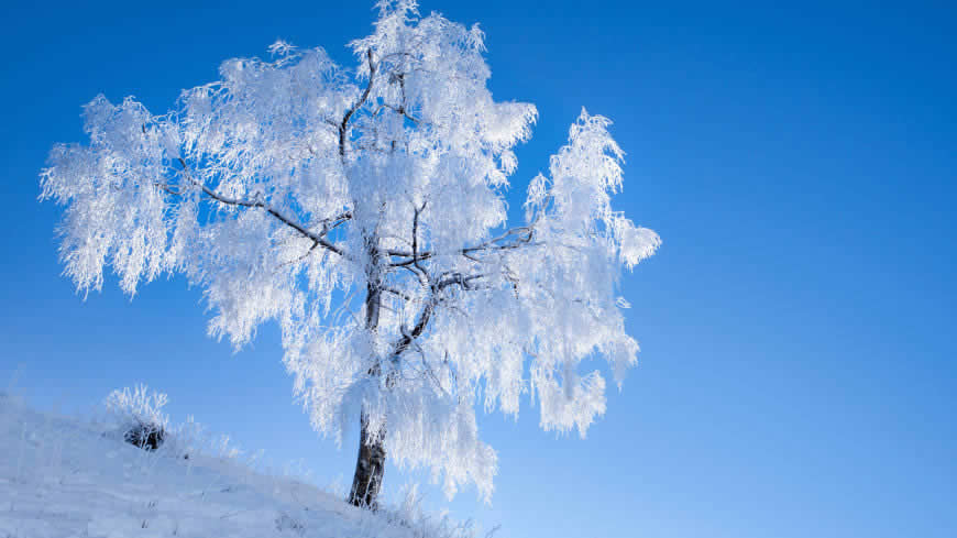 冬天被雪覆盖的大树高清壁纸图片 3840x2160