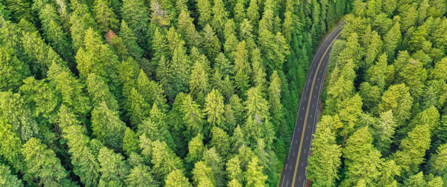 横跨森林中的公路高清壁纸图片 3440x1440