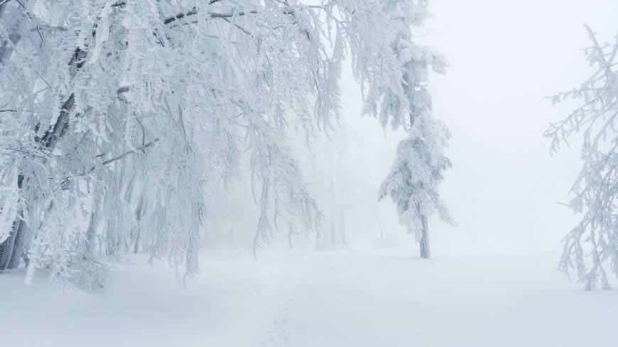 冬天大雪覆盖的树木和道路高清壁纸图片 5120x2880