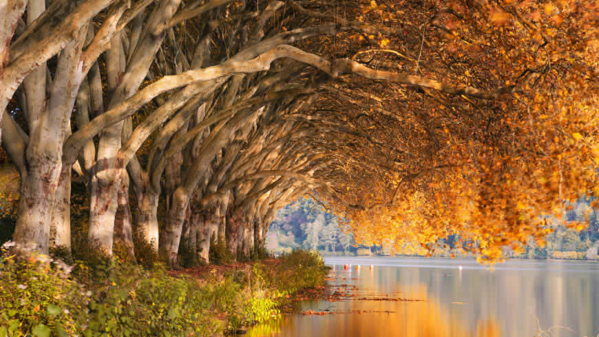 秋天湖边密密麻麻的梧桐树高清壁纸图片 3840x2160