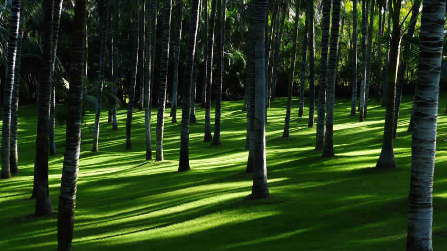 茂密的绿色树林高清壁纸图片 3840x2160