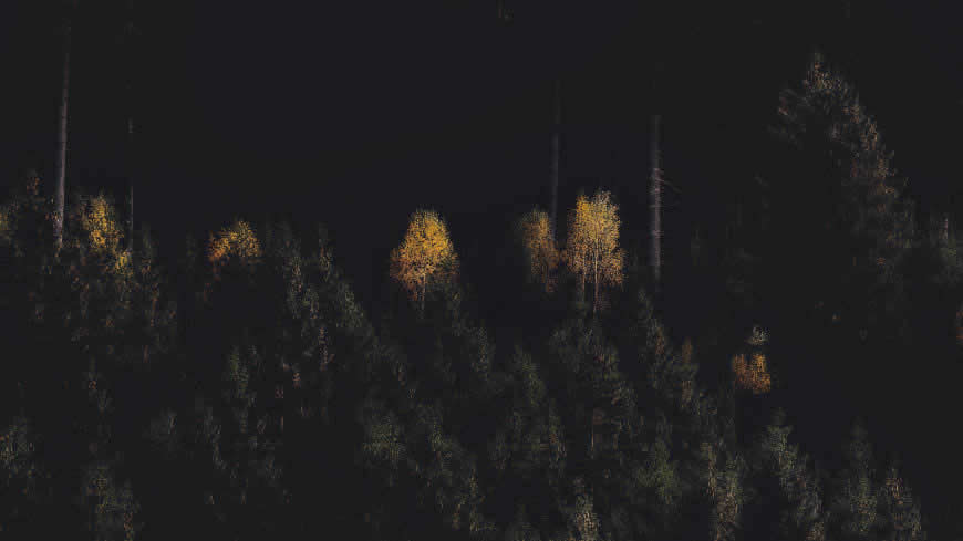 夜晚的树林高清壁纸图片 5120x2880