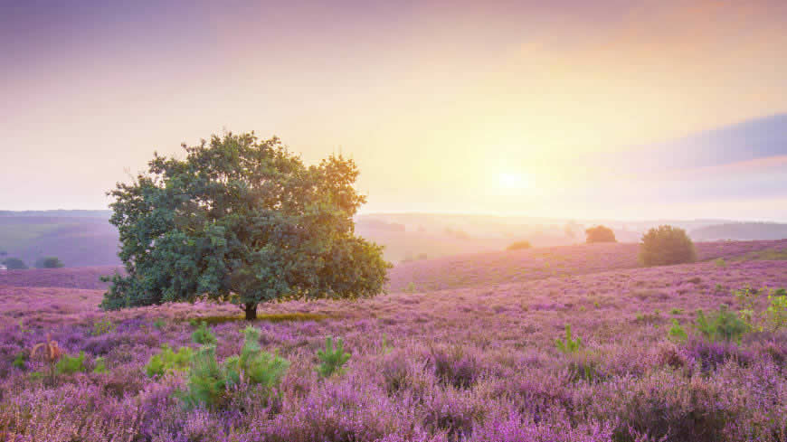 漫山遍野的紫色野花高清壁纸图片 2560x1440