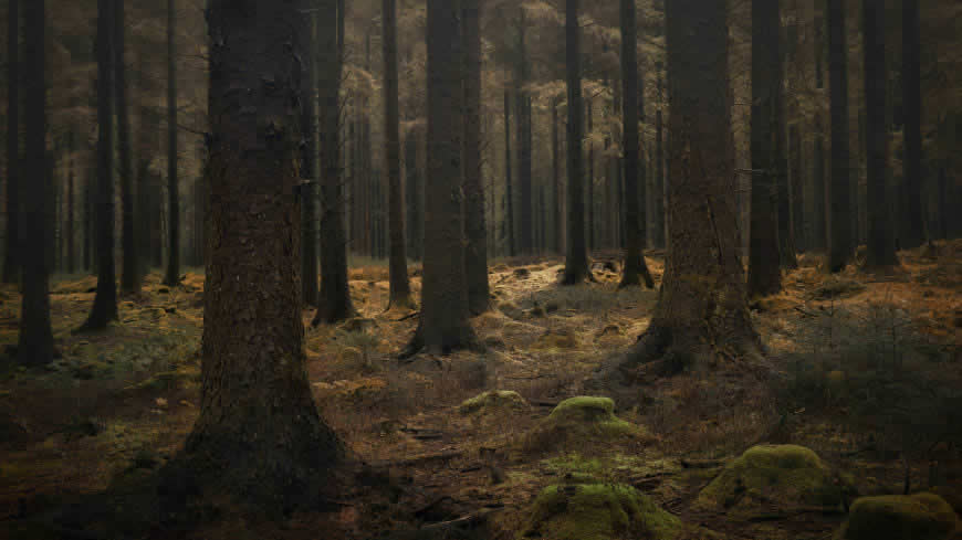 幽暗的森林高清壁纸图片 5120x2880