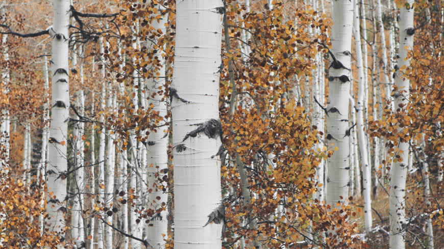 秋天的白杨树林高清壁纸图片 5120x2880