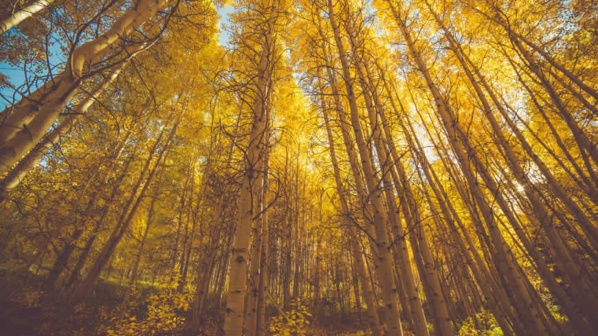 秋天的杨树林高清壁纸图片 5120x2880