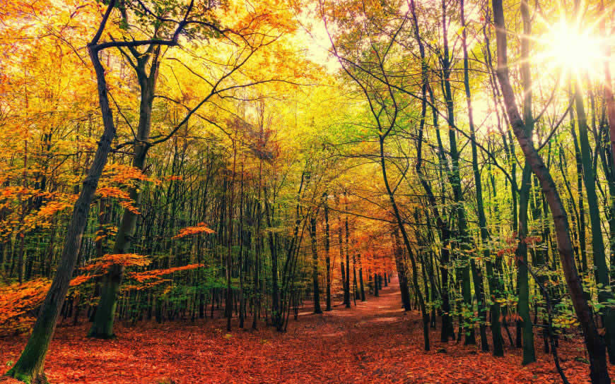 秋天的树林高清壁纸图片 3840x2400