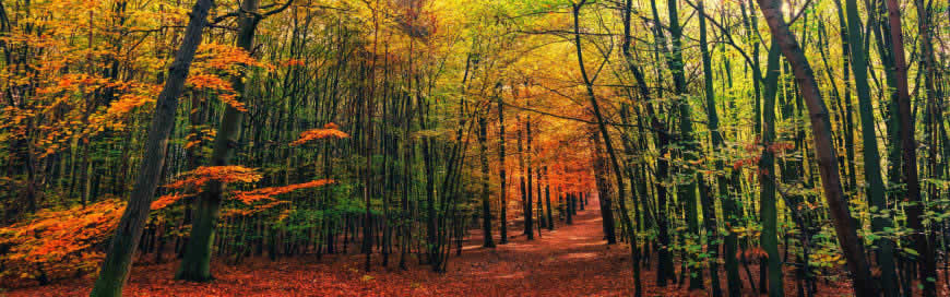 秋天的树林高清壁纸图片 3840x1200