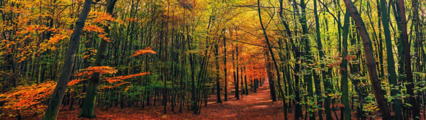秋天的树林高清壁纸图片 3840x1080