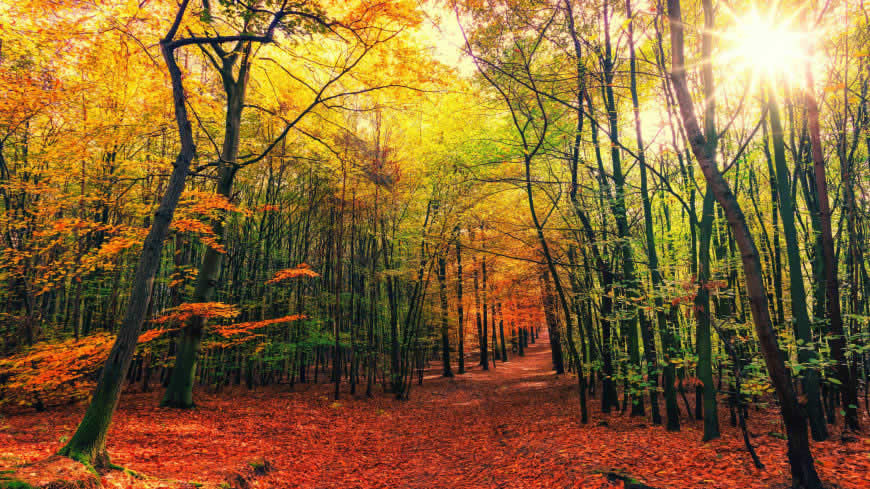 秋天的树林高清壁纸图片 5120x2880