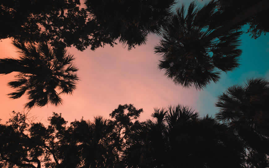 棕榈树上空的晚霞高清壁纸图片 3840x2400