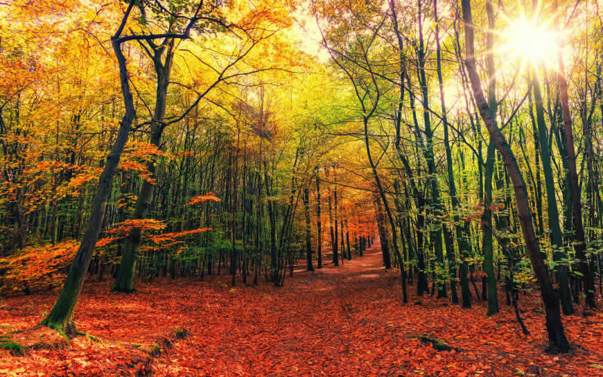 秋天的树林高清壁纸图片 3840x2400
