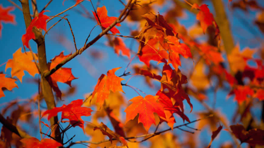 秋天的红枫叶高清壁纸图片 5120x2880