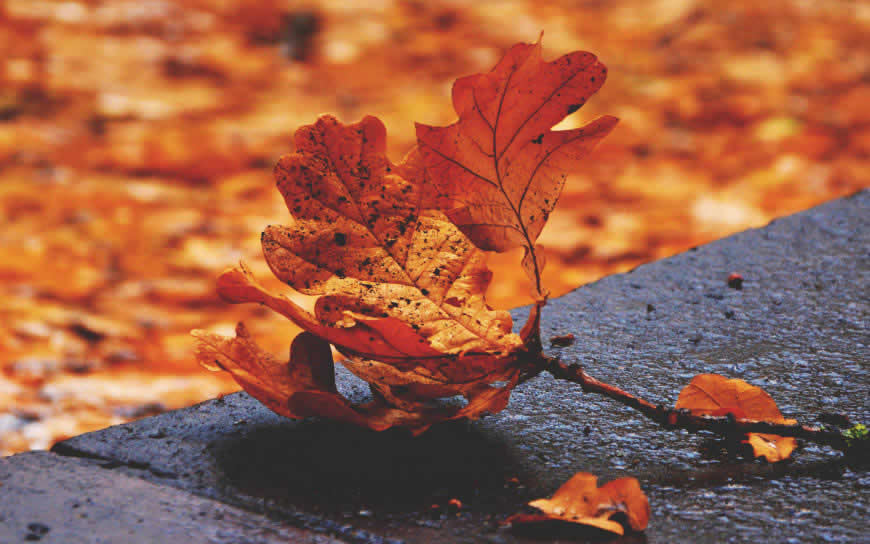 秋天唯美风景高清壁纸图片 2560x1600