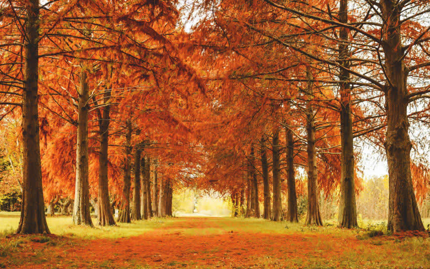 秋天唯美风景高清壁纸图片  2560x1600