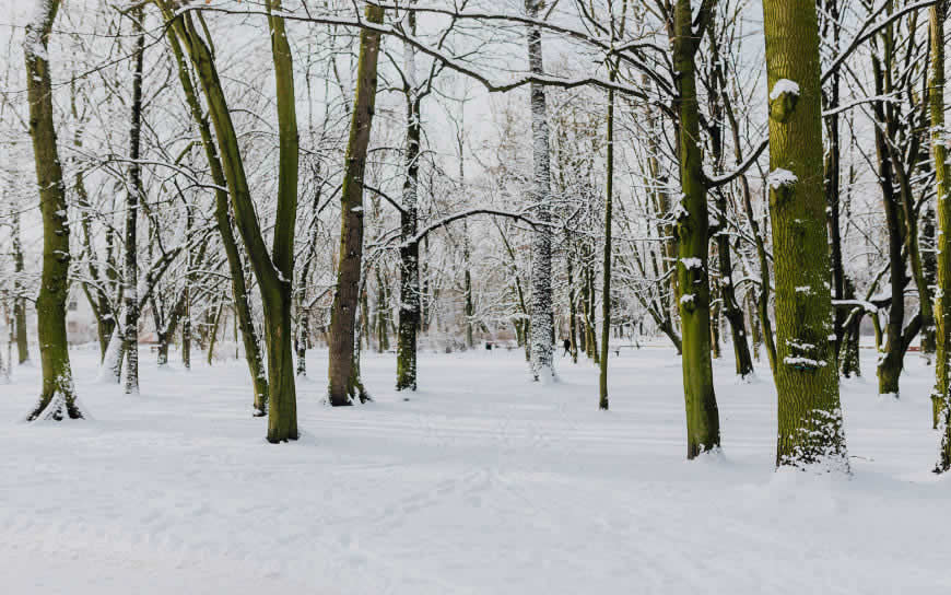 雪地里的树高清壁纸图片  1920x1200