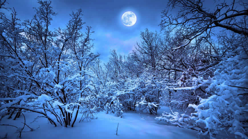 夜晚的树林雪景高清壁纸图片 3840x2160