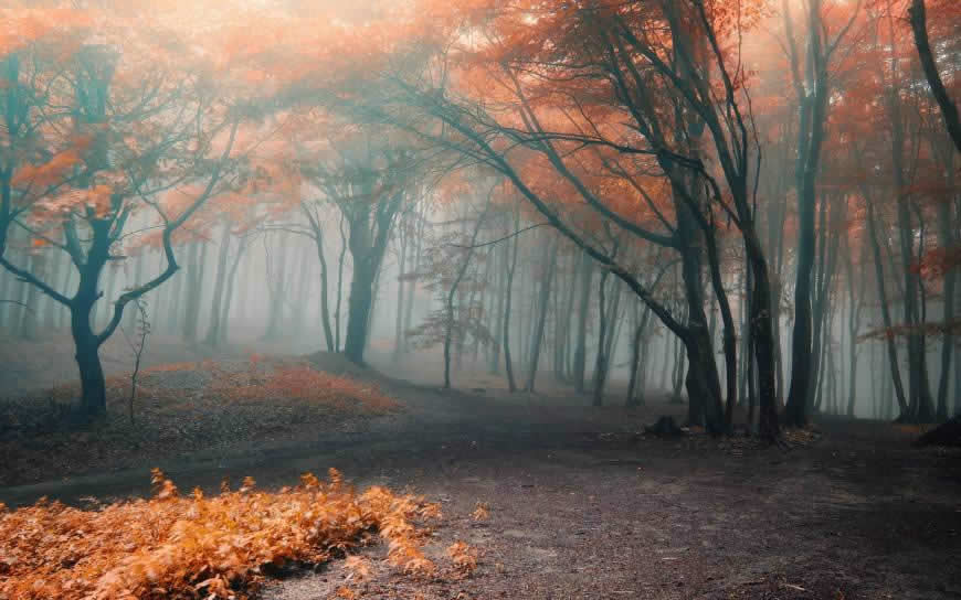 秋天的枫树林高清壁纸图片 1920x1200