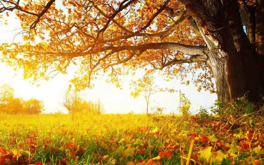 秋天的树木高清壁纸图片 2560x1600