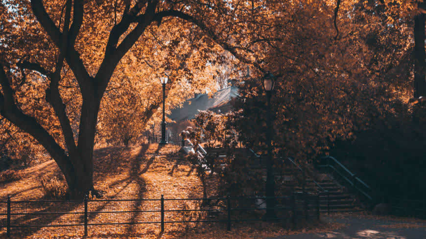 秋天的树木和落叶高清壁纸图片 3840x2160
