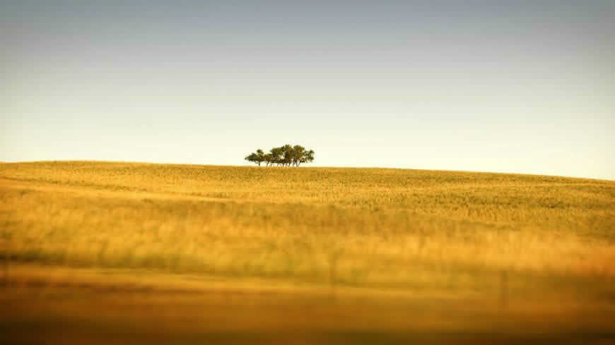 秋天的草原上和树高清壁纸图片 1920x1080