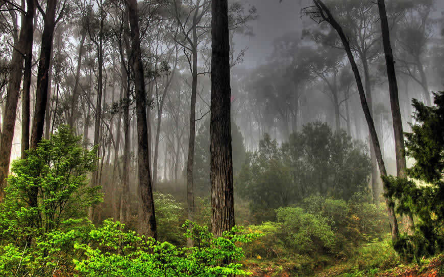 薄雾森林风景高清壁纸图片 1920x1200