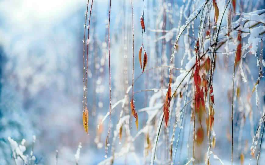 叶子上的雪高清壁纸图片 1440x900