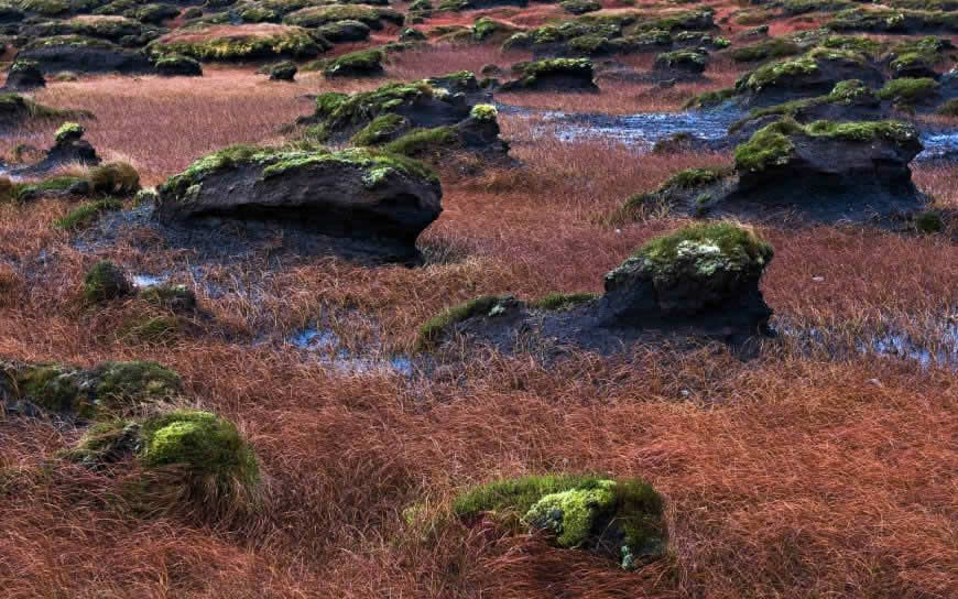 杂草丛生的荒野高清壁纸图片 1680x1050