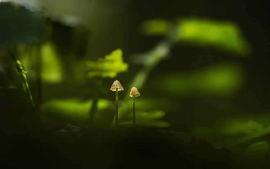 绿色树林里的小蘑菇高清壁纸图片 1920x1200
