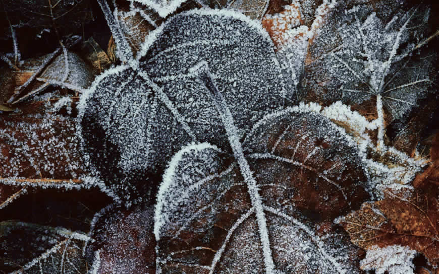 冬天霜冻的叶子高清壁纸图片 1920x1200