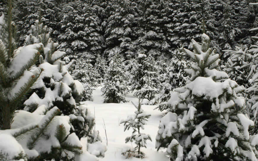 大雪覆盖的树木高清壁纸图片 1920x1200